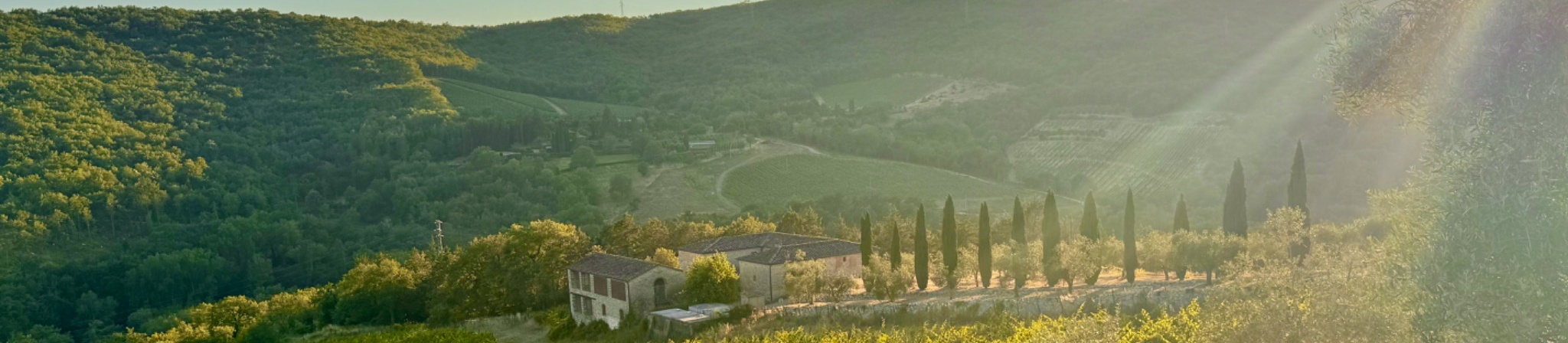 Sunlit vineyard landscape used as the hero image for upcoming events